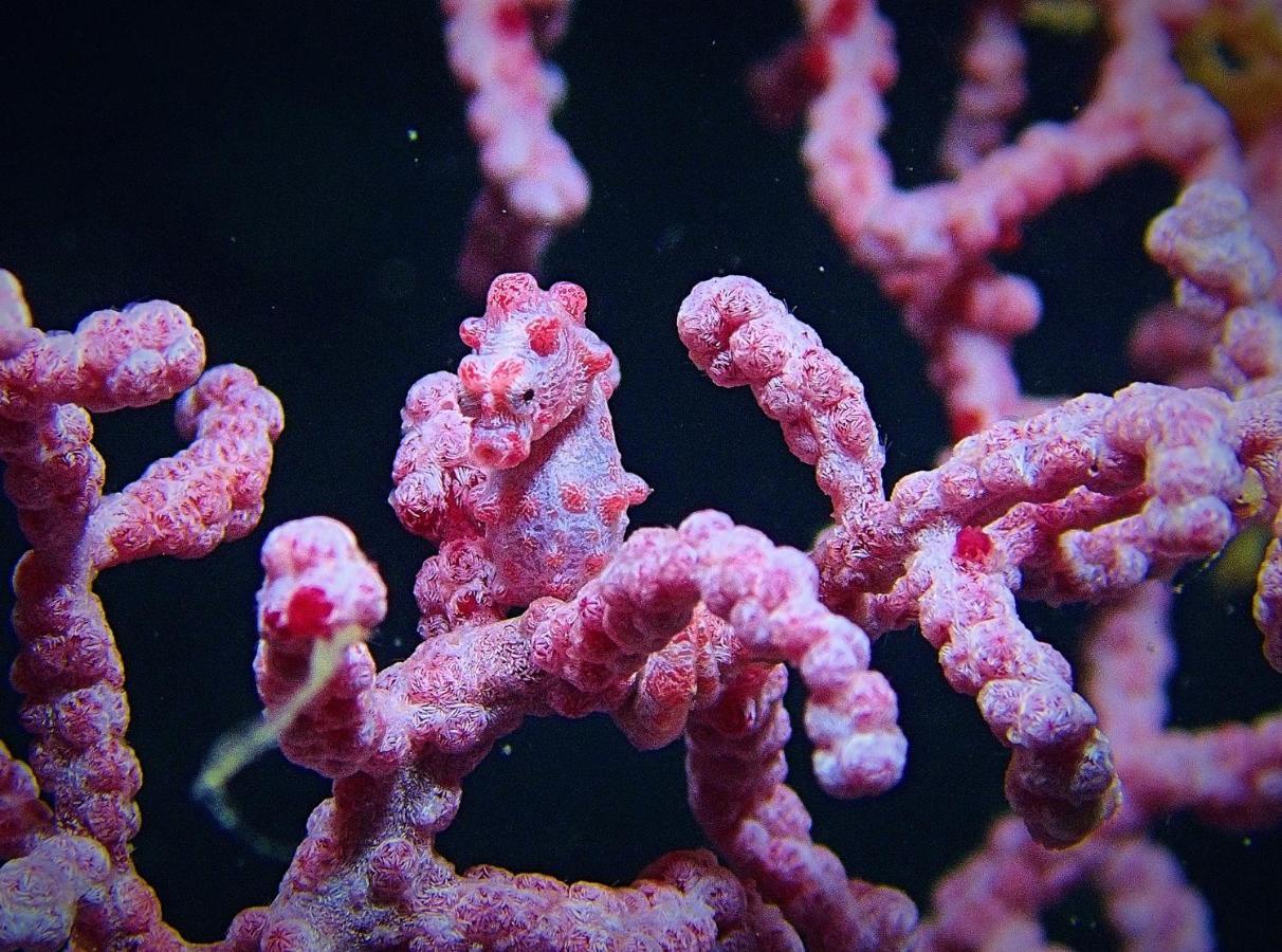 Malapascua Exotic Island Dive Resort Daanbantayan Dış mekan fotoğraf