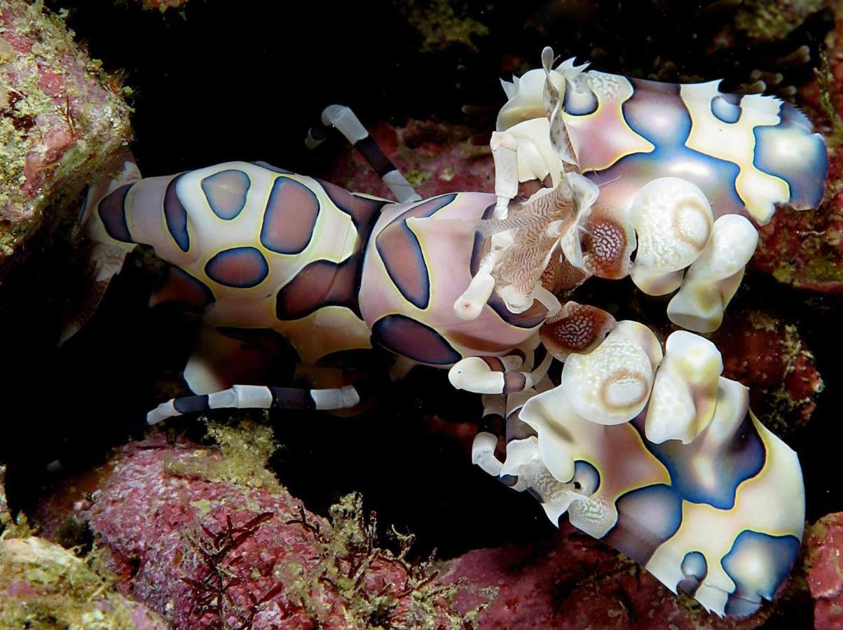 Malapascua Exotic Island Dive Resort Daanbantayan Dış mekan fotoğraf